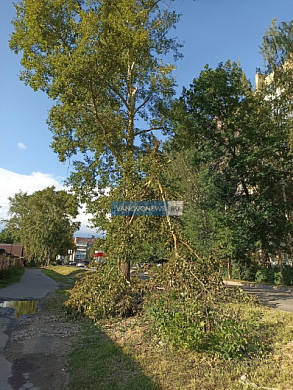 Жители Пролетарской в Иванове боятся тополей, растущих у 13-го дома